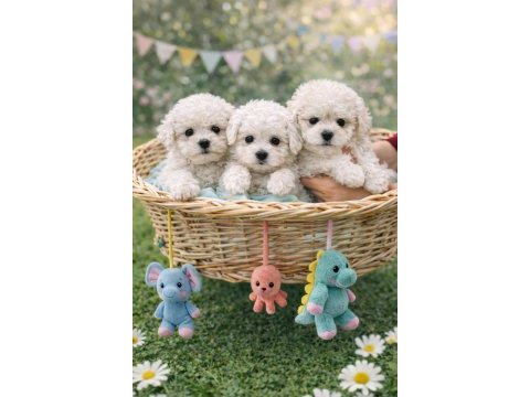 Beyaz bulut bichon frise yavrular