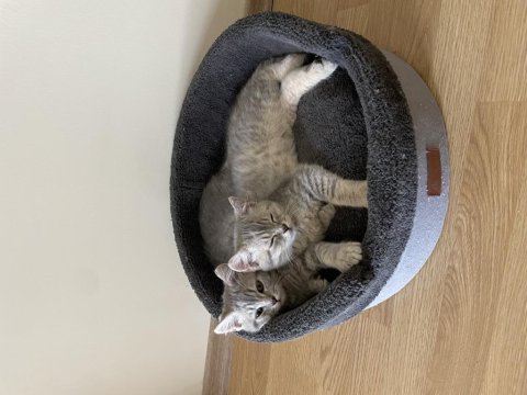 Henüz 4 aylık chinchilla 2 ay önce aldım