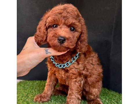 Sevimli toy poodle yavrularımız