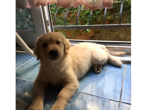Saf ırk yavru golden retriever
