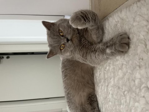 British shorthair kedimiz kısır değil