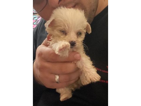 2 aylık terrier yavru ilk aşıları vardır