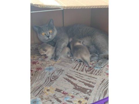 Orjinal biritsh anne ve blue point sahiplendirilecektir