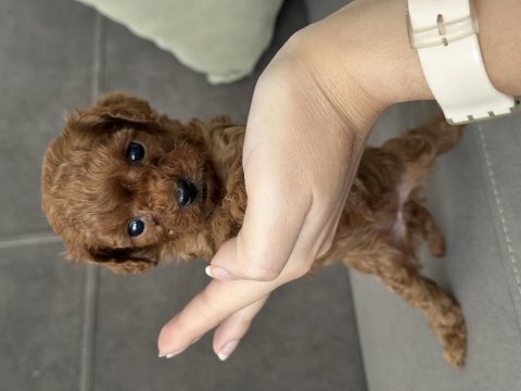 Safkan kore teacup dişi poodle yavrular