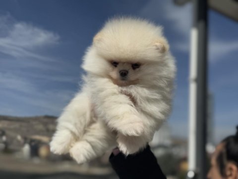 Show kalite teddy bear face pomeranian yavrular
