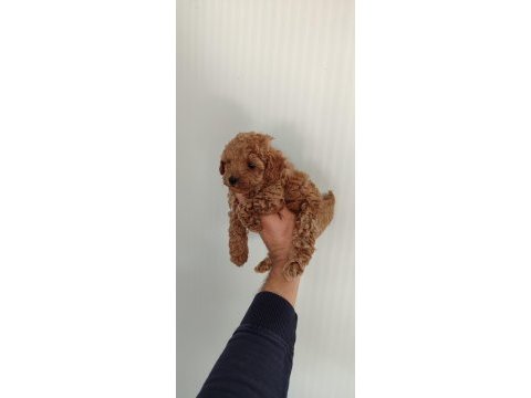 Bebek yüzlü poodle