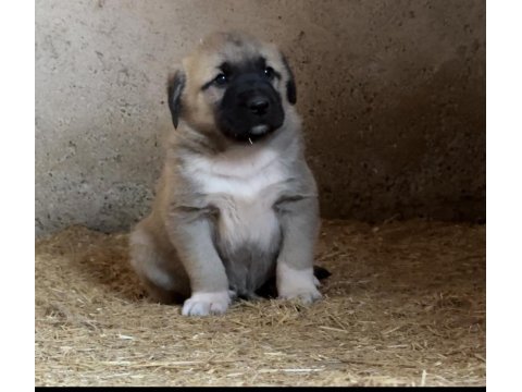 Türkiyenin meşhur kangal çiftliği