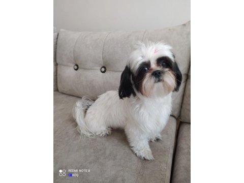 Shih tzu kızımız lila ailesini arıyor