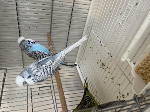2024 show jumbo muhabbet kuşu