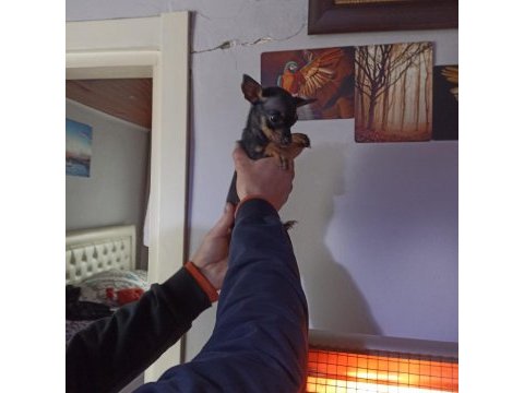 0 numara dişi pinscher çok ufak olacak