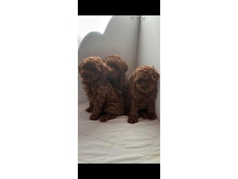 Orjinal toy poodle