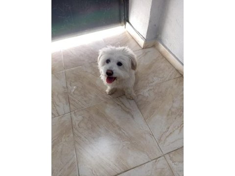 Terrier white dişi oyuncu