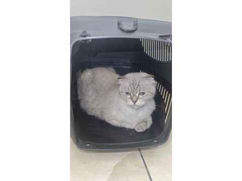 British longhair kedisi