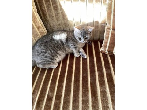 British shorthair miya kendine yuva arıyor