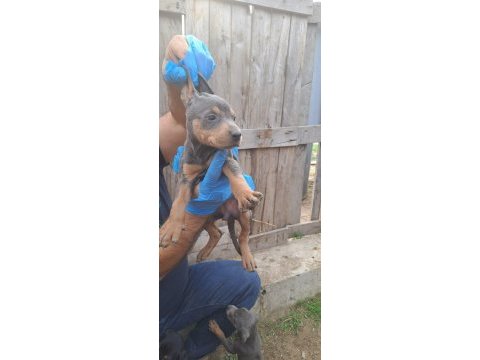 Doberman damızlık dişi ve erkek