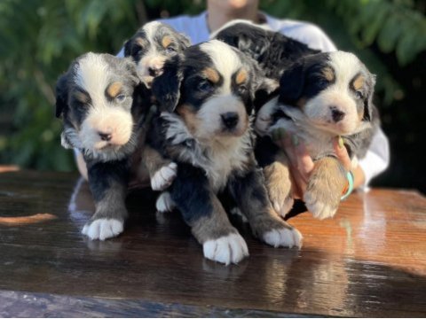 Mükemmel bernese dağ köpeği yavrular