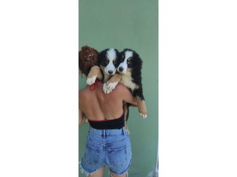 A kalite bernese mountain dog yavrular