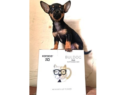 O bir biblo gibi yavru pinscher