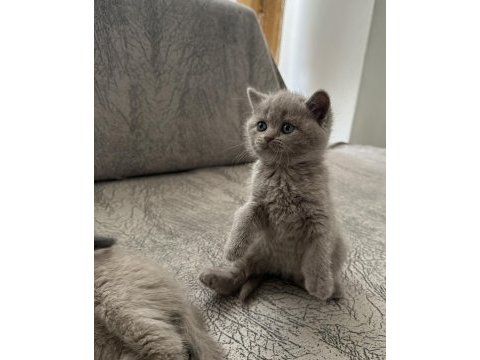 British shorthair kedisi