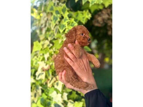 Toy poodle yavrularımız ruhsatlı çiftliğimizden