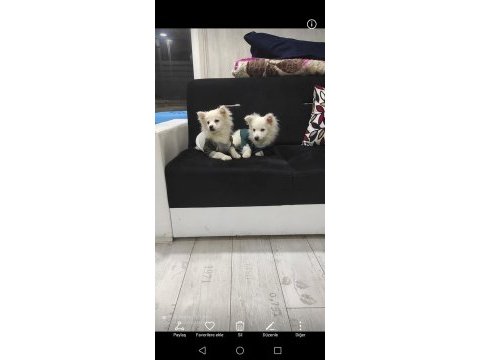 Saf 1 erkek ve 1 dişi köpeğimiz