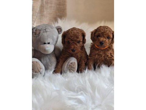 Tarçınlı kurabiye poodle