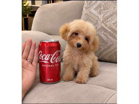 Teacup 5 aylık 1500 gr poodle