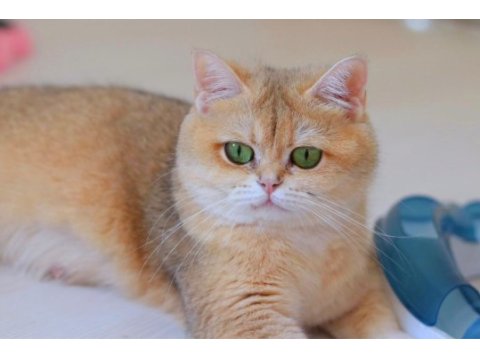 3.5 yaşında british shorthair kedisi
