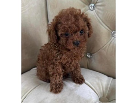 Toy poodle yavrularımız
