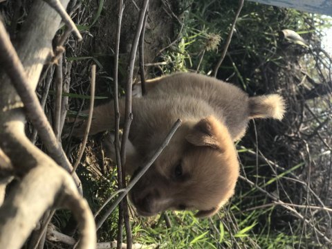 Şirin yavru köpekler sahiplendirilecektir
