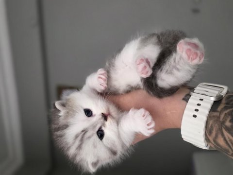 Panda kafa bebişlerim