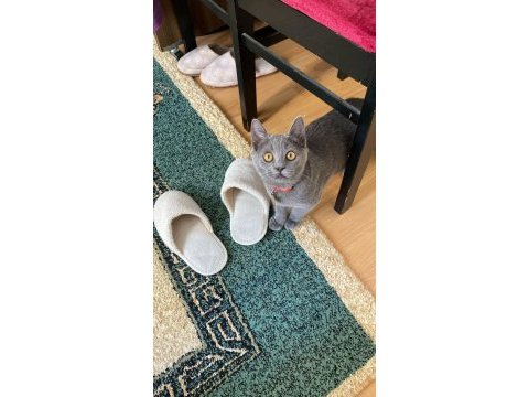 British shorthair 6 aylık dişi