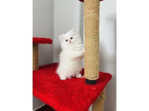 British longhair golden point