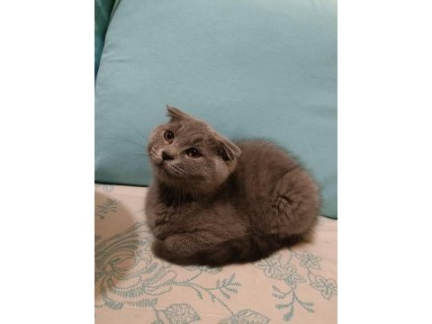 Scottish fold erkek yavrumuz oyuncu ve sağlıklı ücretli