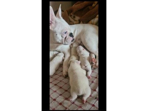 Maviş gözlü french bulldog bebekler