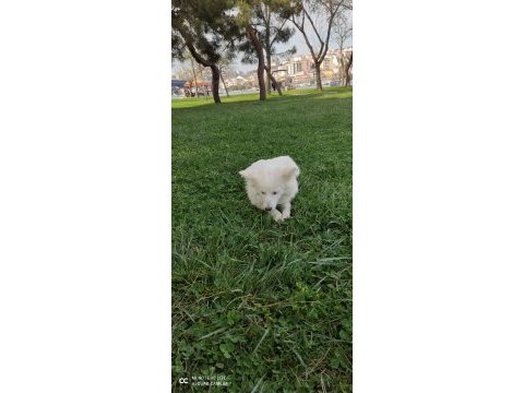 Alman spitz tatlı dişi