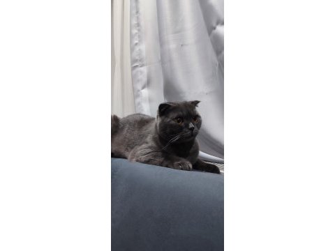 Yakışıklı scottish fold kedimiz jax