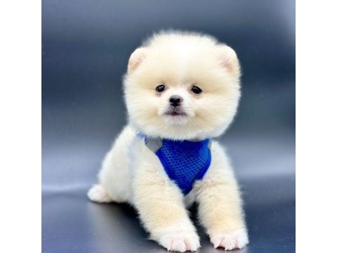 Sevimli pomeranian boo yavrularımız