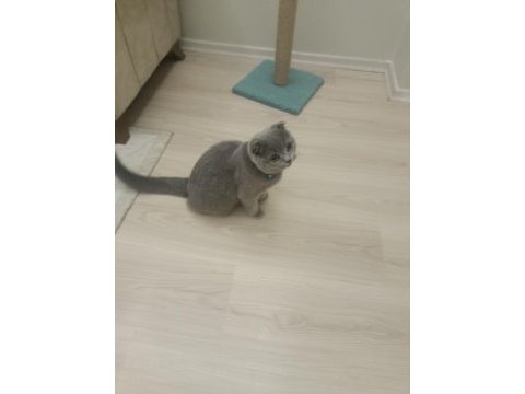 5 aylık erkek scottish fold
