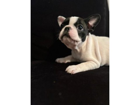 Yavru dişi & erkek french bulldog