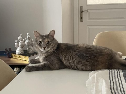 2 yaşında kısır sevgi bağımlısı kedimiz