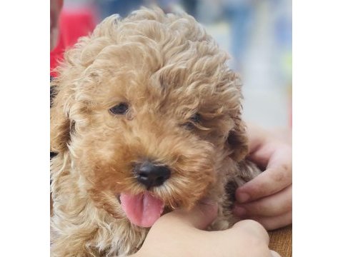 Poodle ayarında maltipoo