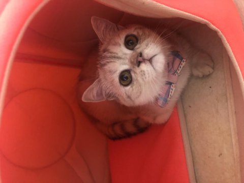 4 aylık british shorthair