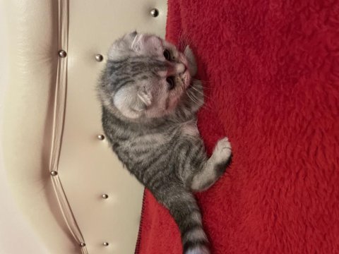 3 aylık scottish fold dişi