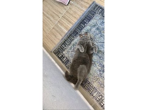 Uyumlu sakin scottish fold kızımız