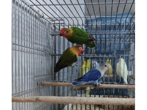 Mükemmel cennet papağanları kamuran üzülür