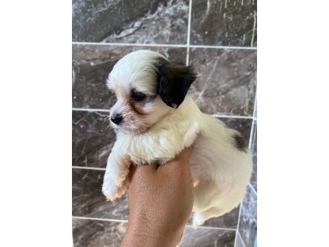 Minyatür orjinal morkie