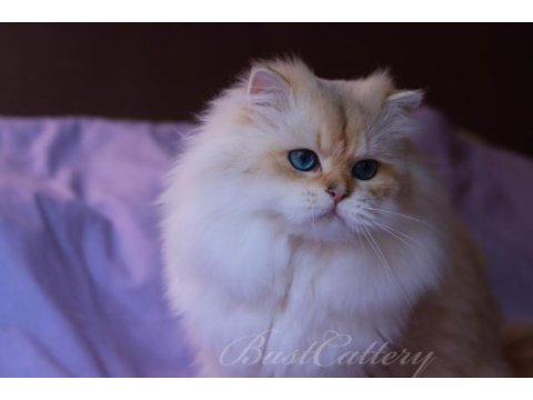 British longhair erkek 3.5 yaşında ny1133