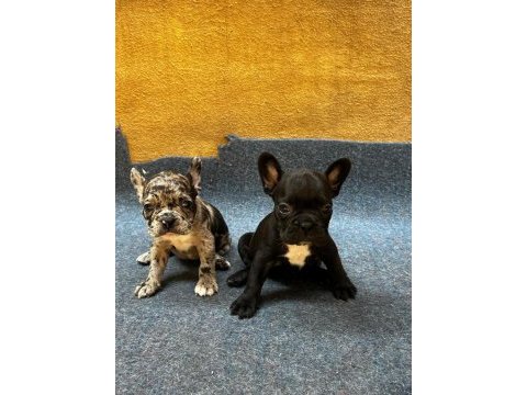 French bulldog yavrularımız ırk garantilidir