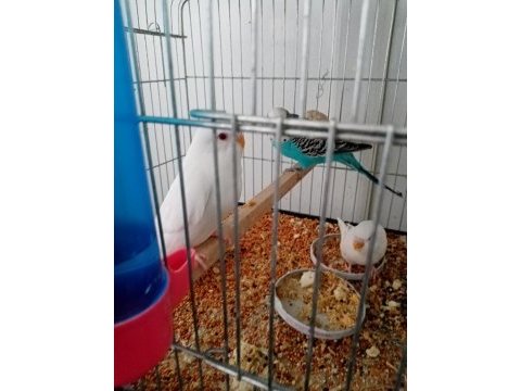 Ev üretimi albino muhabbet kuşlar mevcuttur